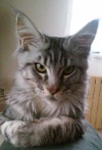 Pixel